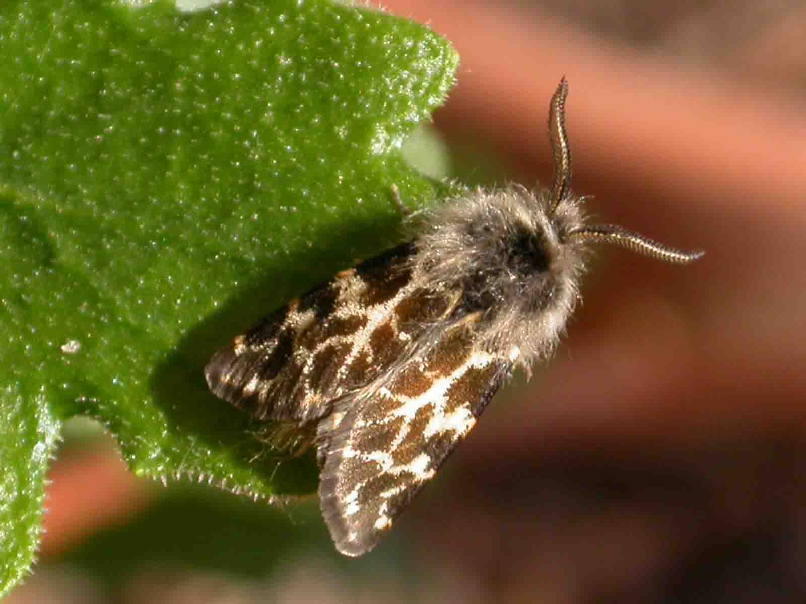 Ocnogyna corsica sardoa